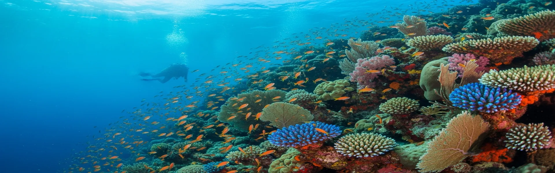 Colorful coral reef with tropical fish Komodo dive site