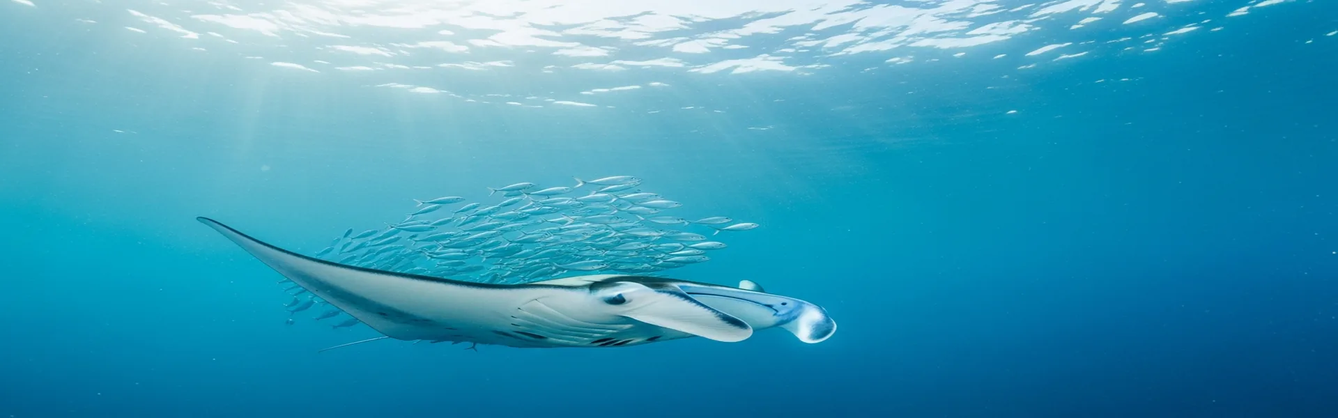 Giant manta ray at Manta Point Komodo National Park