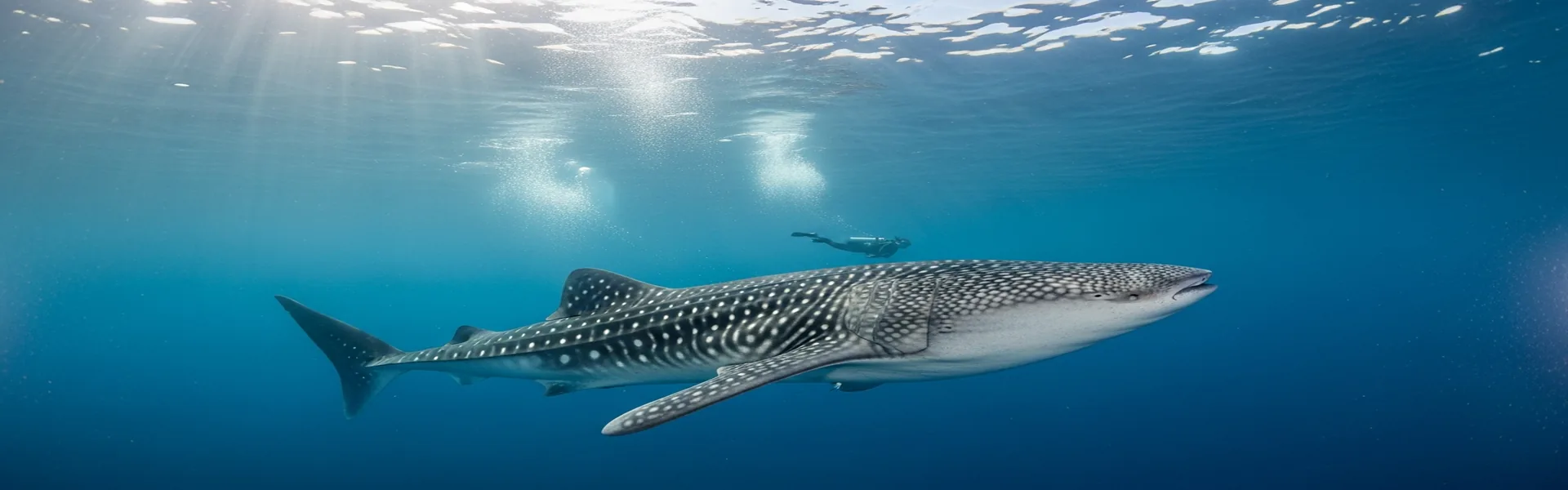 Whale shark in deep blue Saleh Bay Sumbawa